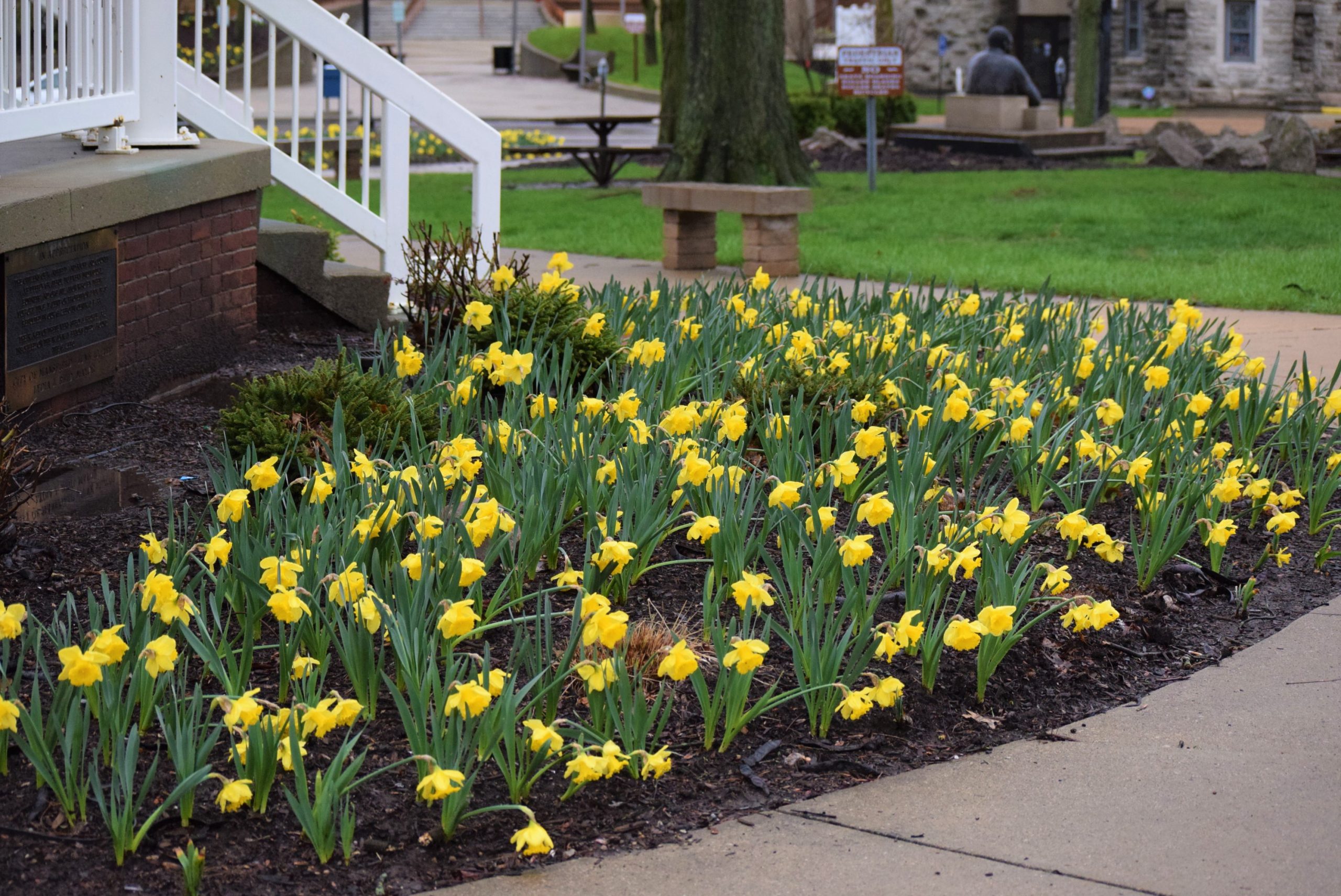 daffodil bed