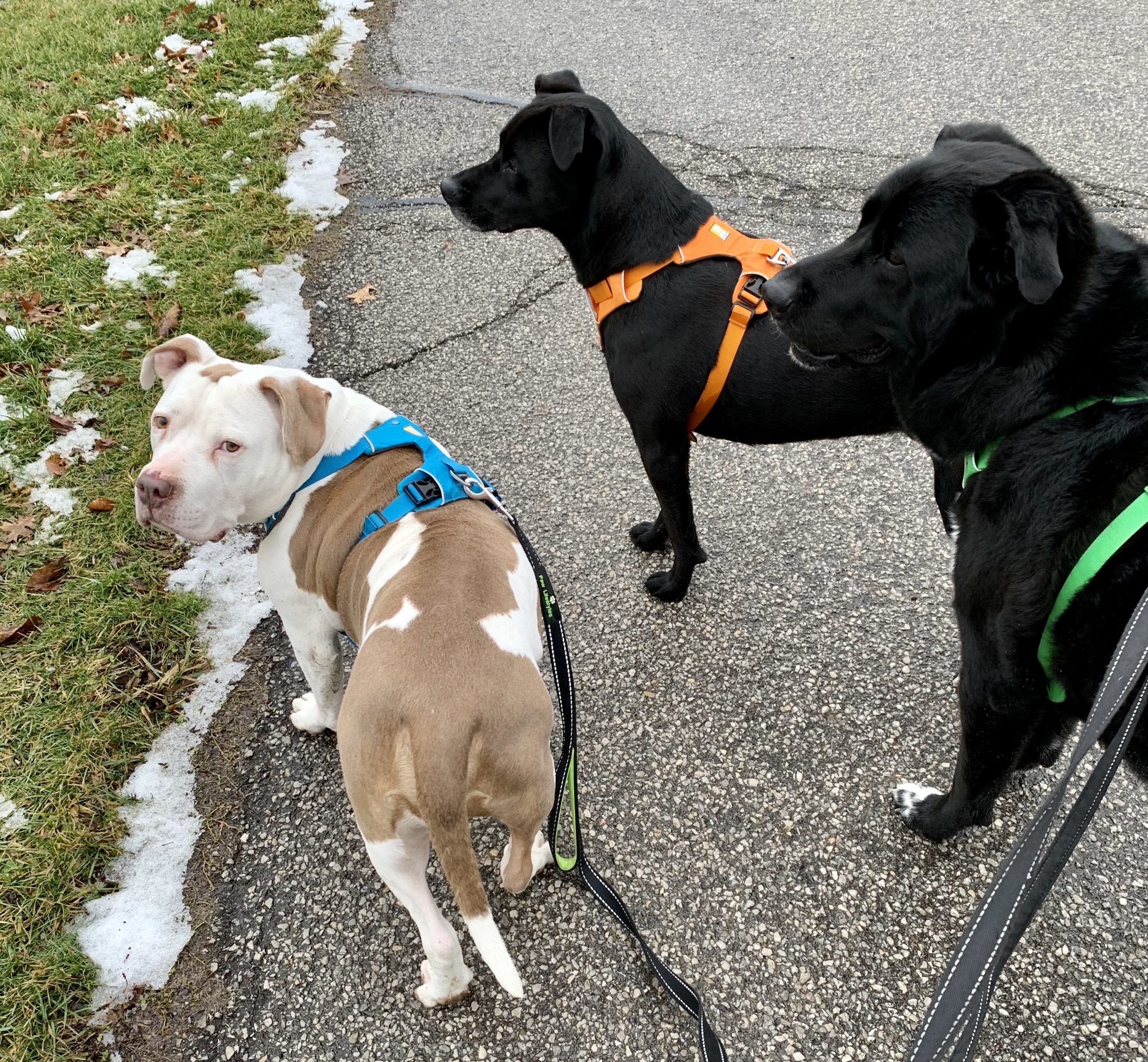 Richland County residents can purchase 2021 dog, kennel licenses online