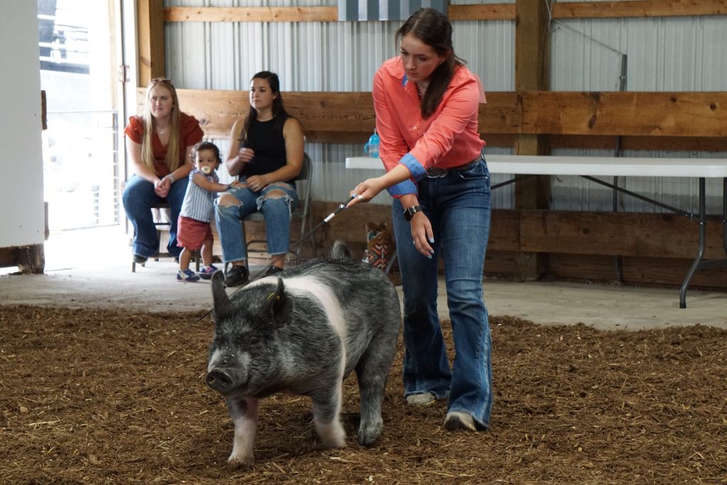 livestock competition