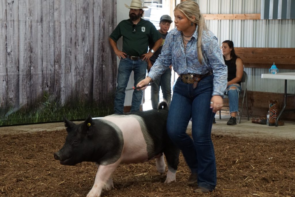 livestock competition