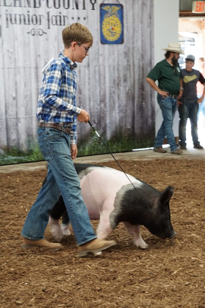 livestock competition