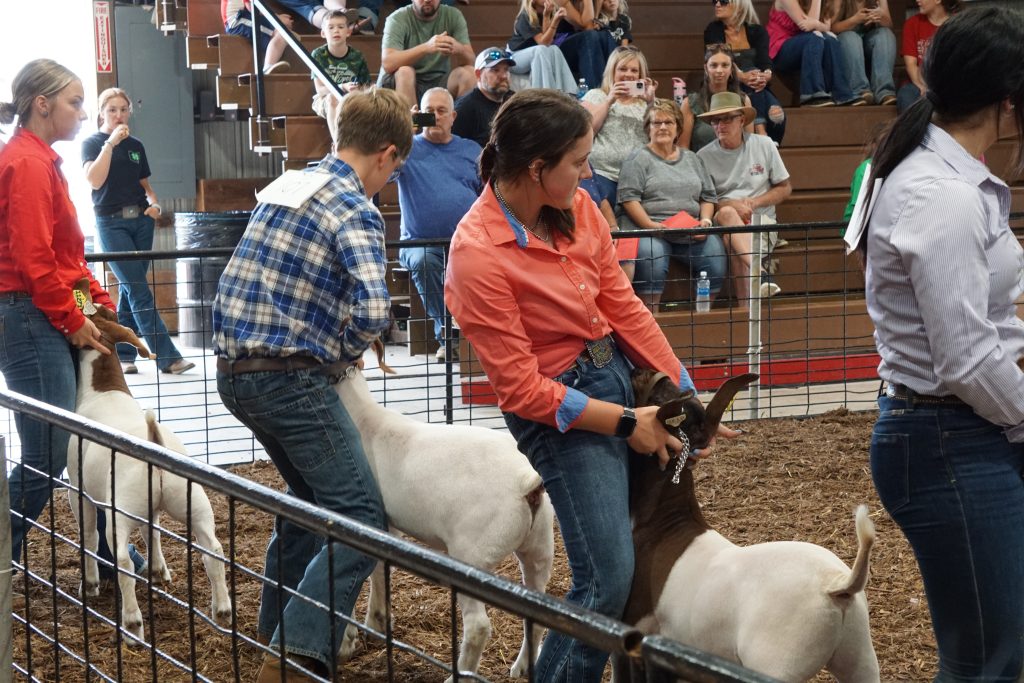 livestock competition