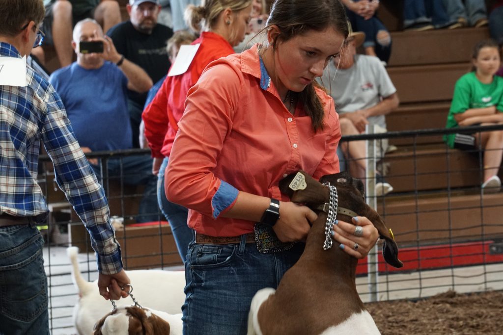 livestock competition