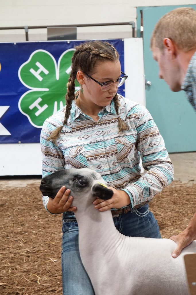 livestock competition