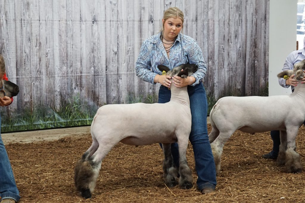 livestock competition