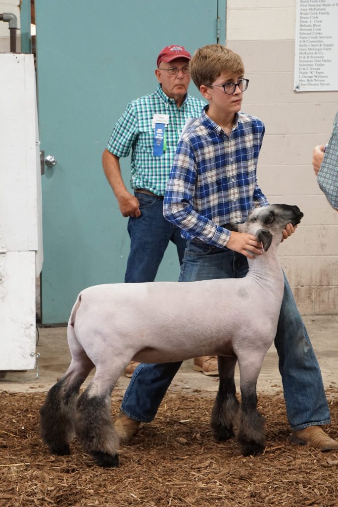 livestock competition