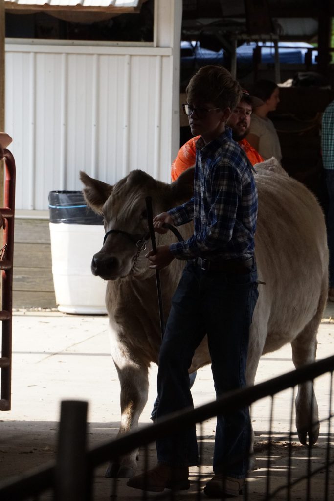 livestock competition