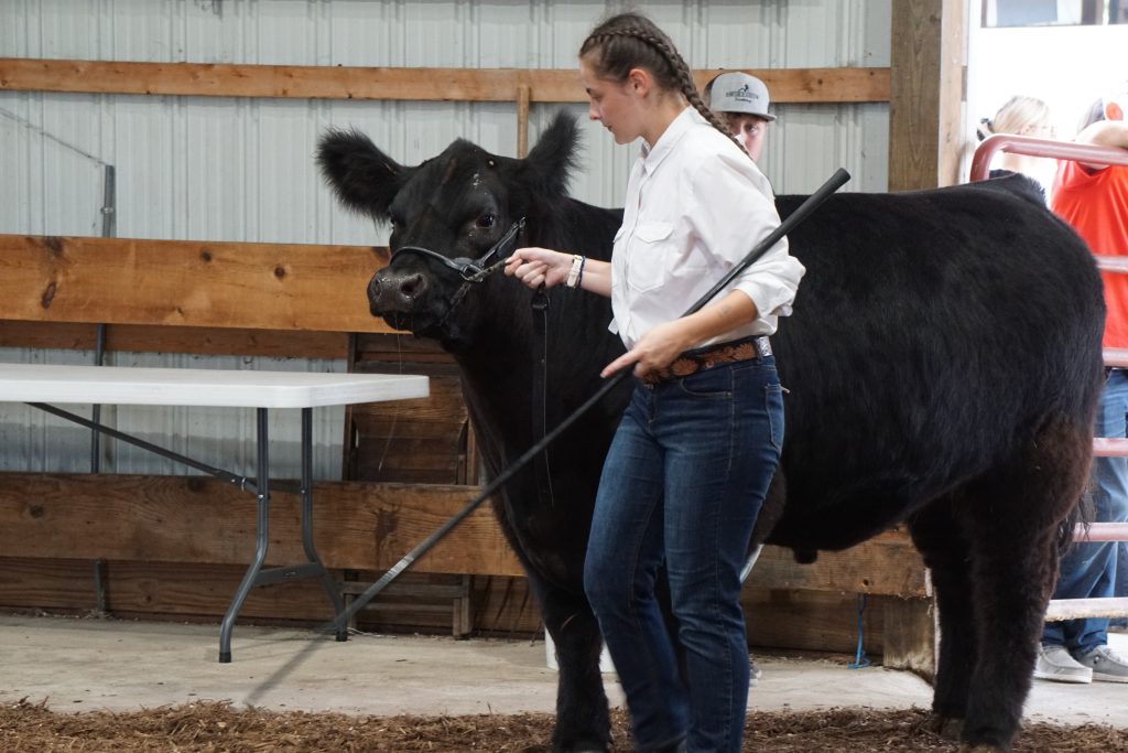livestock competition