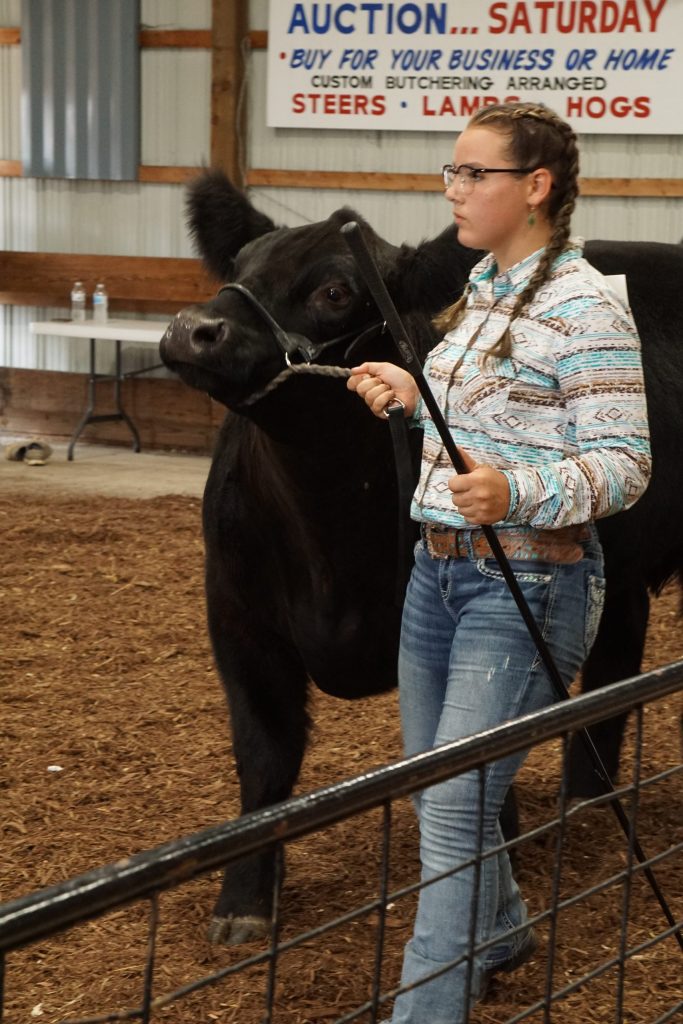 livestock competition