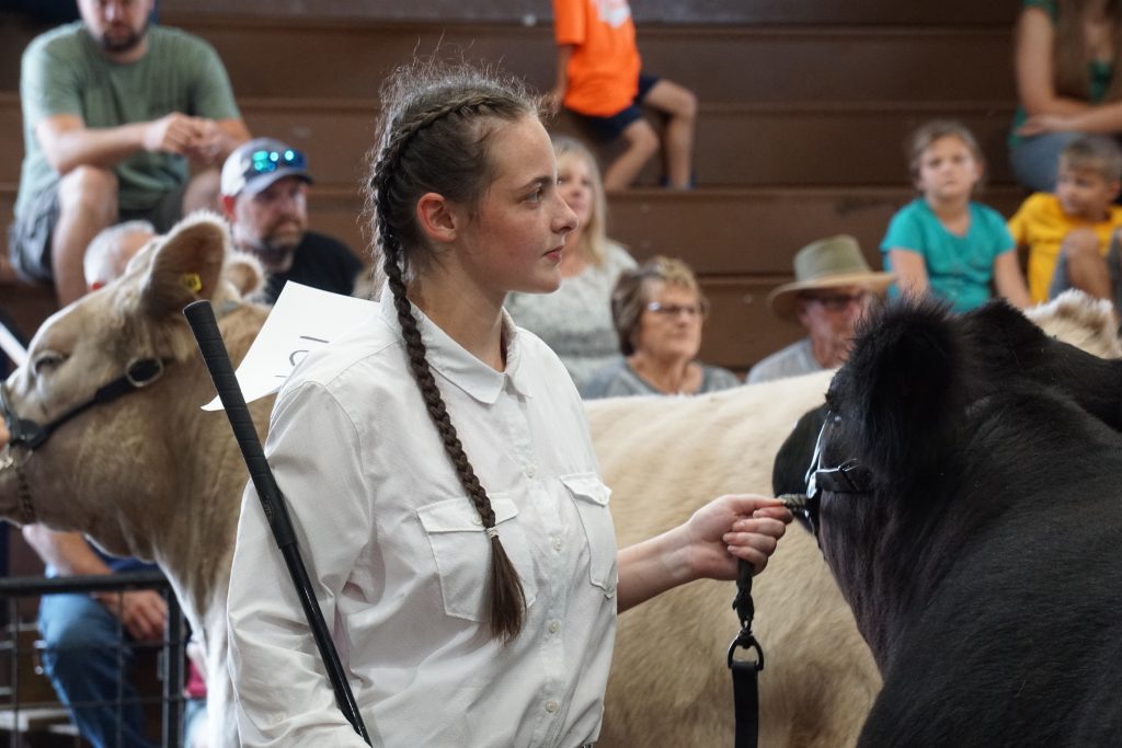 livestock competition
