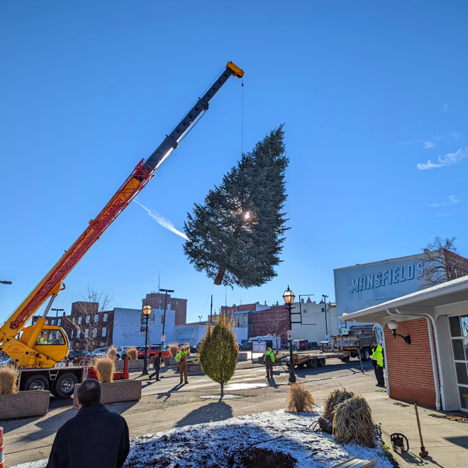 Mansfield seeks Christmas tree donation