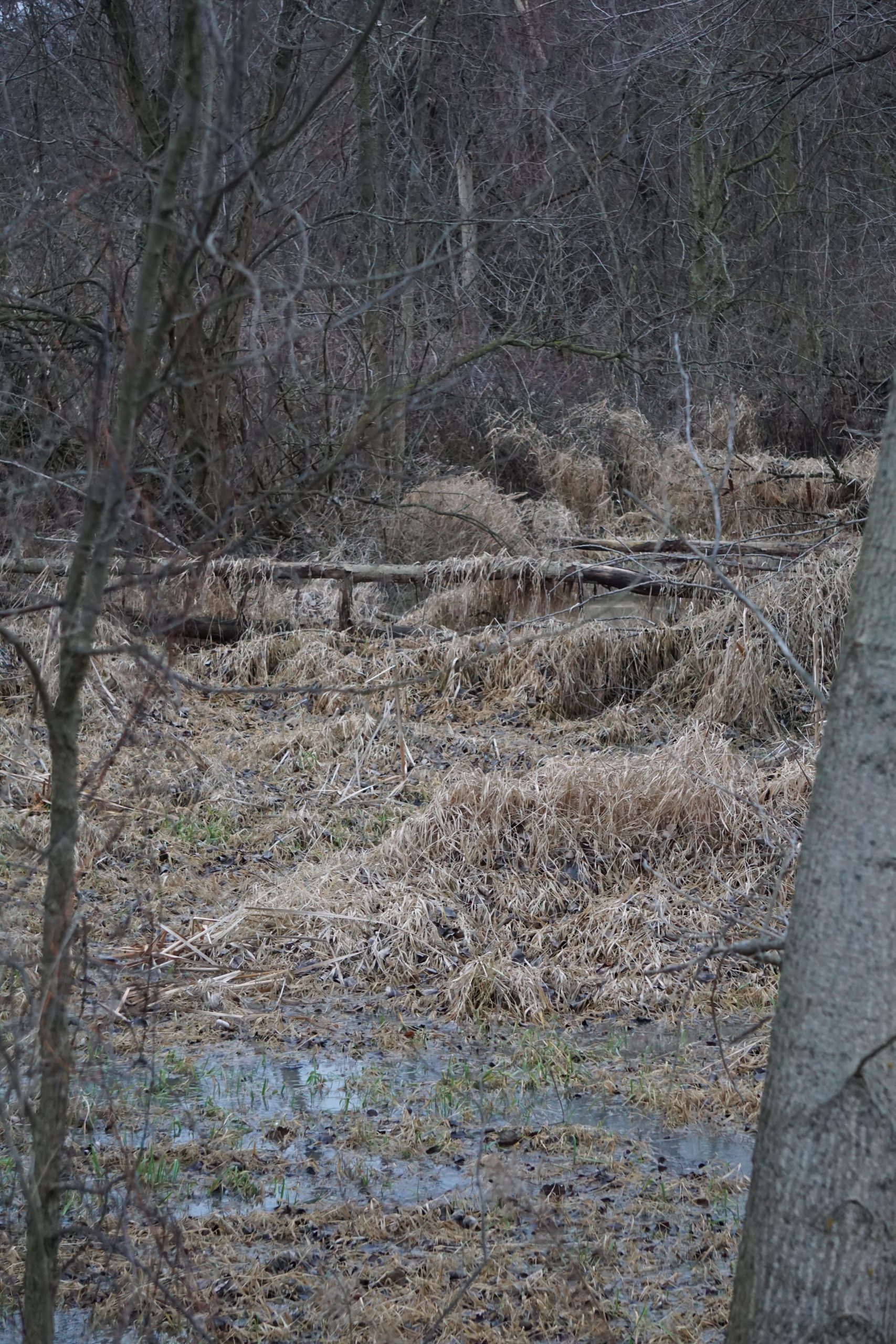 Water in densely wooded area.