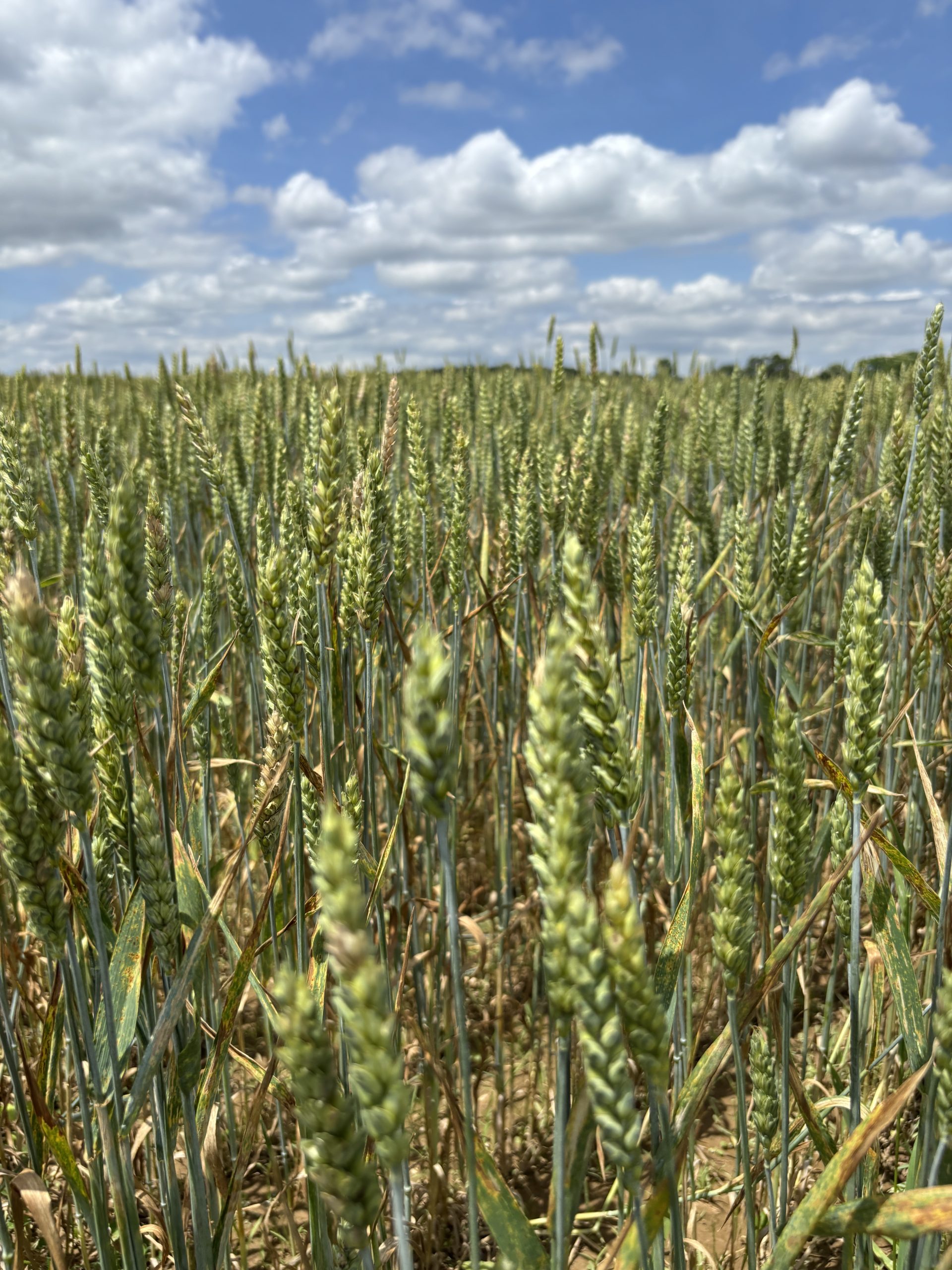 Brewing Locally Image