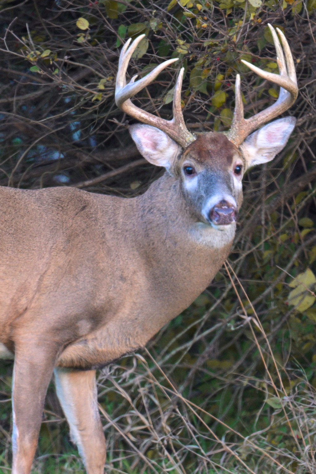 Richland County hunters find success on opening day of Ohio’s deer gun season